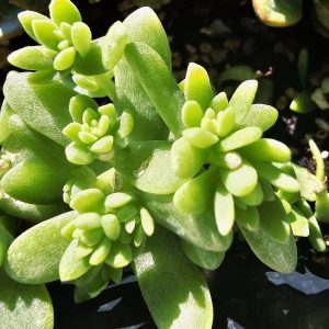 Sedum hemsleyanum 'Collier de princesse' pot 5.5cm