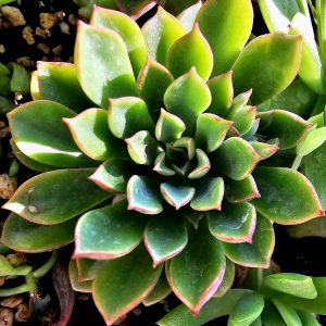 x Sedeveria 'Darley Blush'