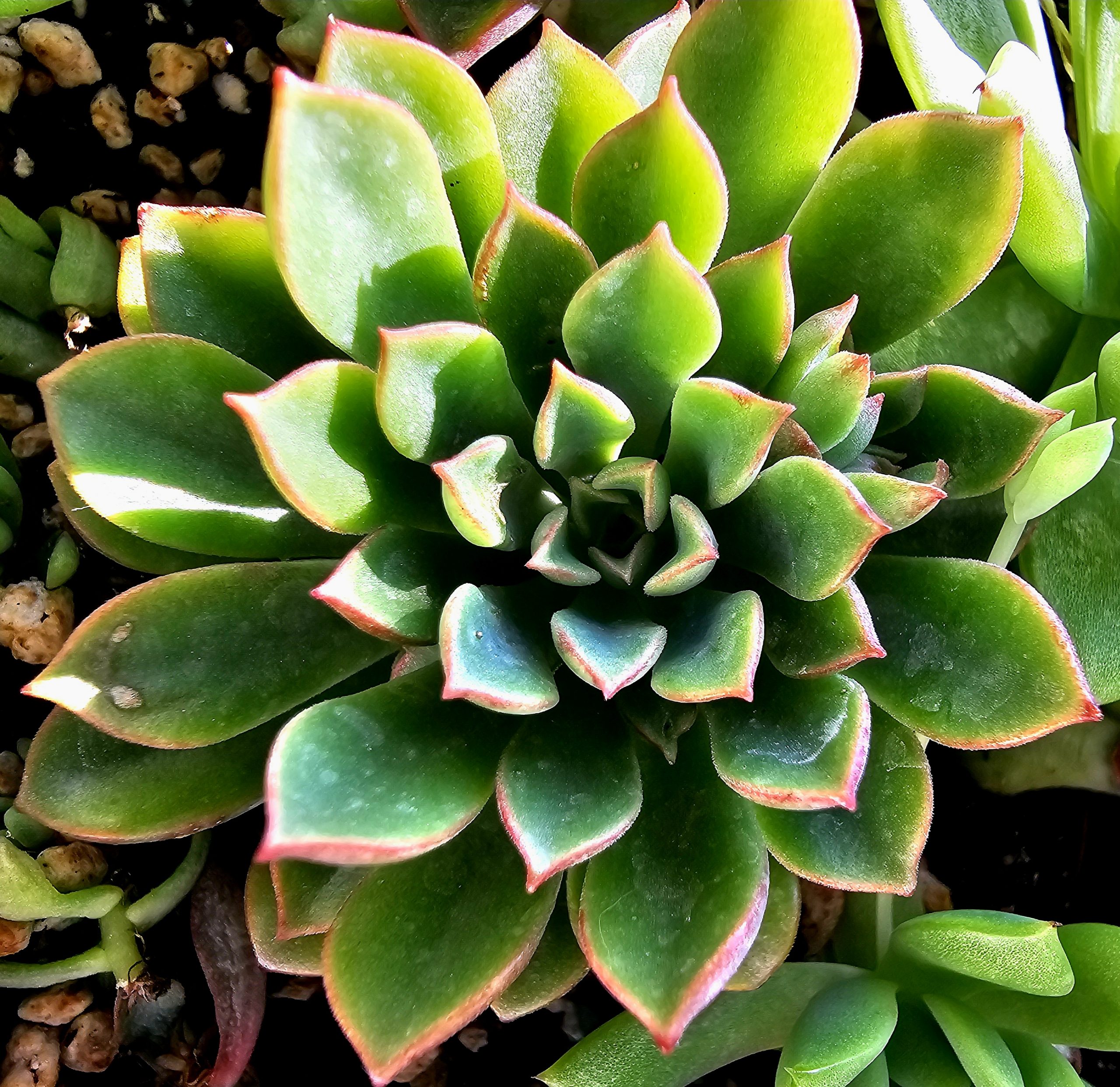 x Sedeveria 'Darley Blush'