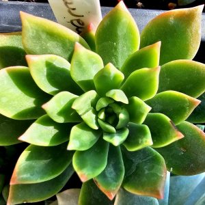 x Sedeveria 'Markus'