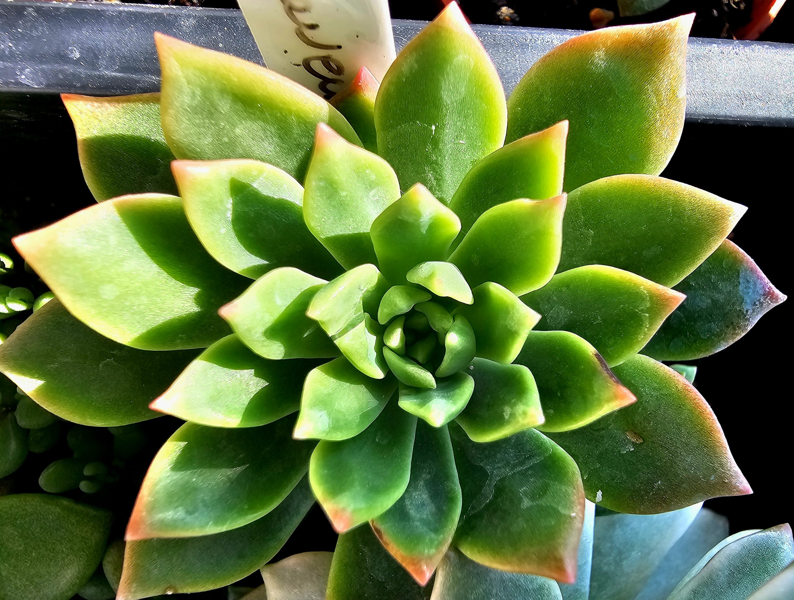 x Sedeveria 'Markus'