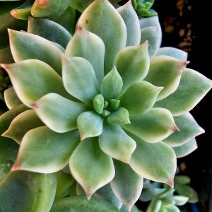 x Sedeveria 'Markus' variegata
