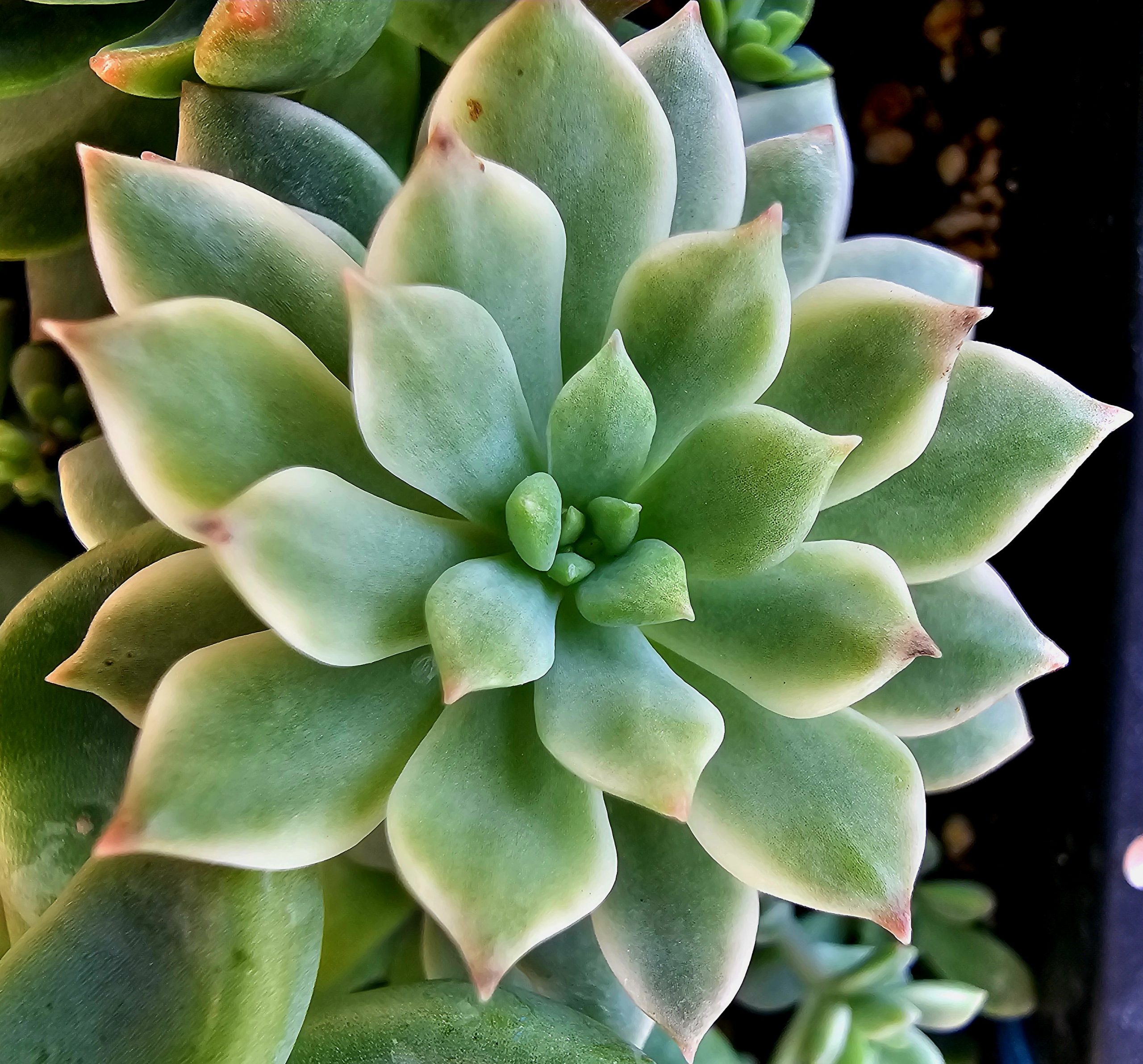 x Sedeveria 'Markus' variegata