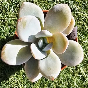 Eecheveria 'Laui' pot 5.5cm