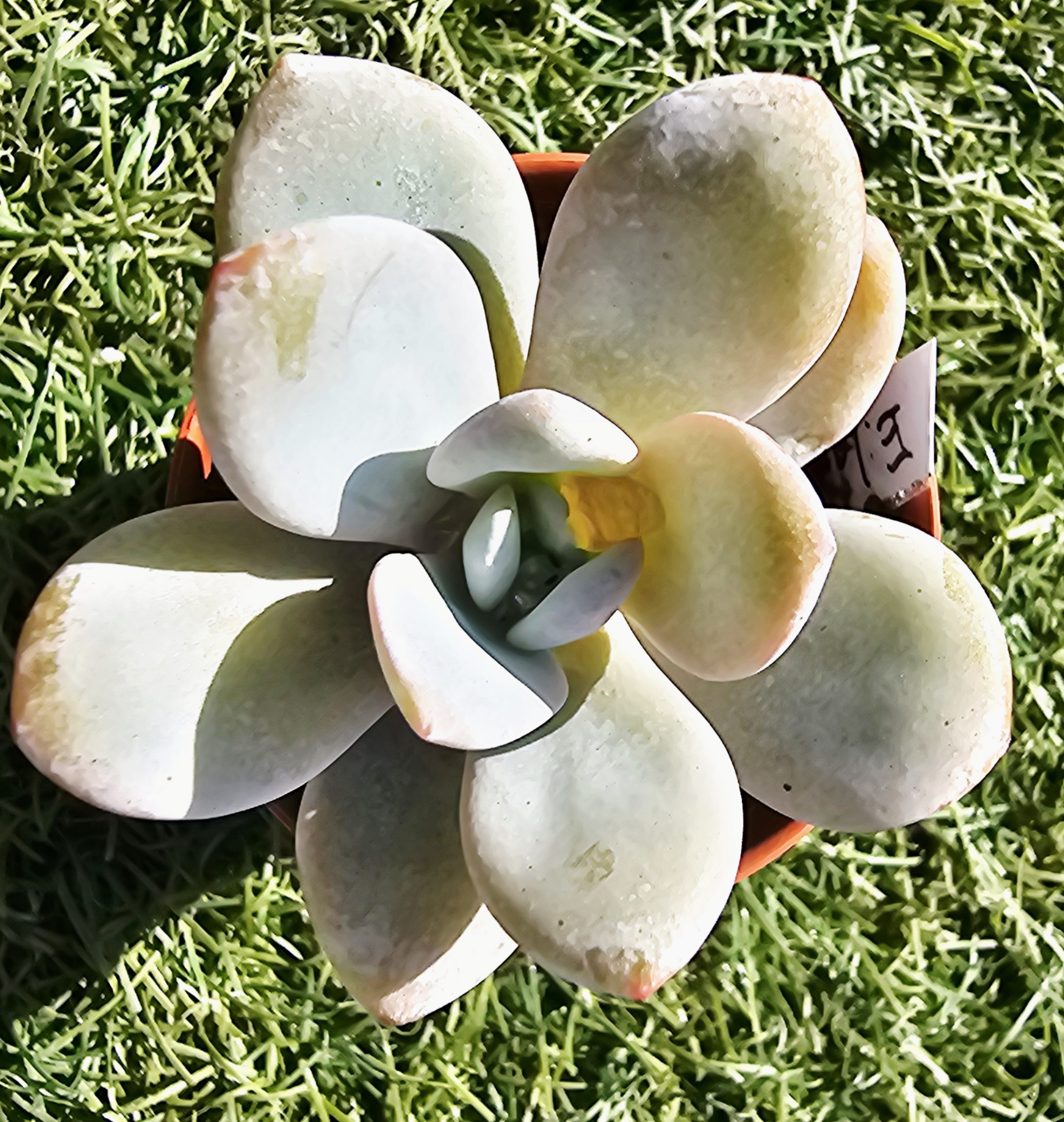 Eecheveria 'Laui' pot 5.5cm