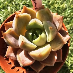 Echeveria subcorymbosa '030'