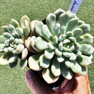 Graptoveria Snow Peach