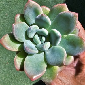 Graptoveria Amor Fati