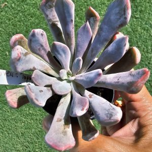 Graptoveria Topsy Debbie