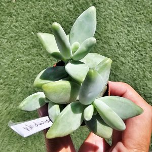 Pachyphytum Werdermanii