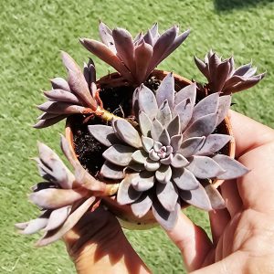Graptopetalum Rusbyi pot 5.5cm