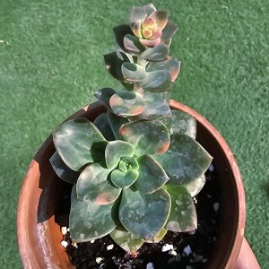 Echeveria 'Chroma' pot 8cm