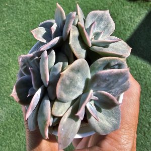 Echeveria Lilacina Marble pot 7.5cm