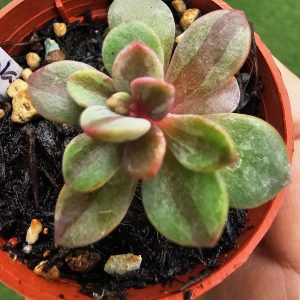 Echeveria 'Rezry variegata' pot 5.5cm