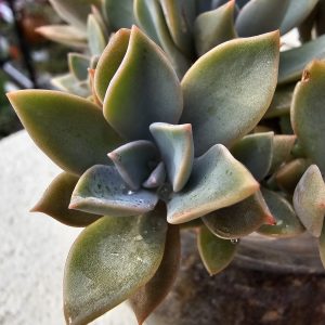 Graptoveria Sanyatwe pot 5,5cm