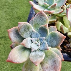Graptoveria 'Milkyway' pot 5.5cm