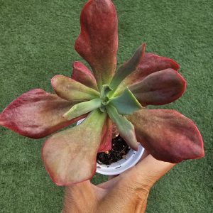 Echeveria 'Diamond State'