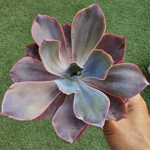 Echeveria 'Afterglow'