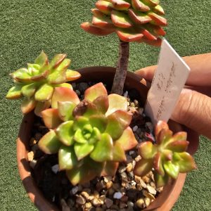 Sedeveria Laetizia