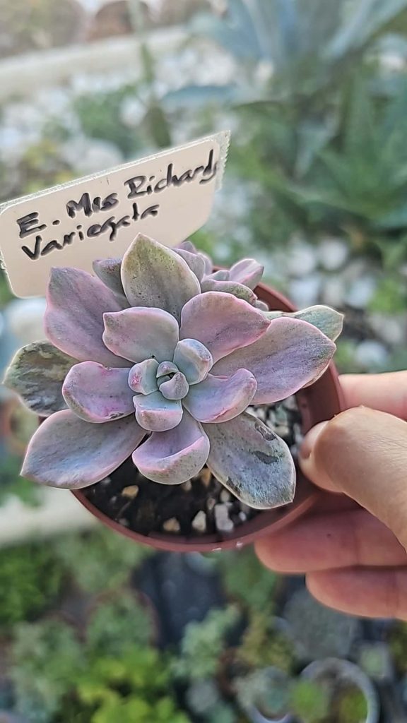 Graptoveria 'Mrs. Richard's variegata' pot 5.5cm