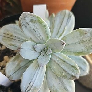 Graptopetalum 'Silverbum' pot 5.5cm