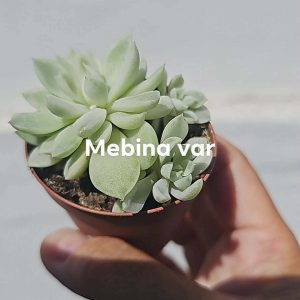 Echeveria 'Mebina variegata' pot 5.5cm