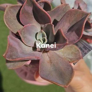 Graptoveria 'Kanei' pot 5.5cm