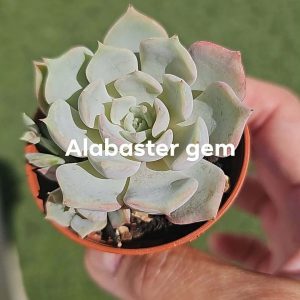 Graptoveria 'Alabaster gem' pot 5.5cm