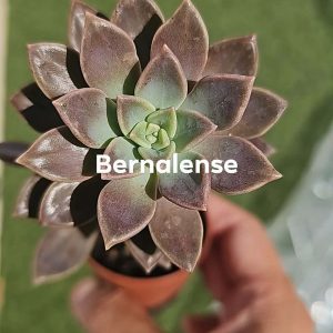 Graptopetalum 'Bernalense' pot 5.5cm