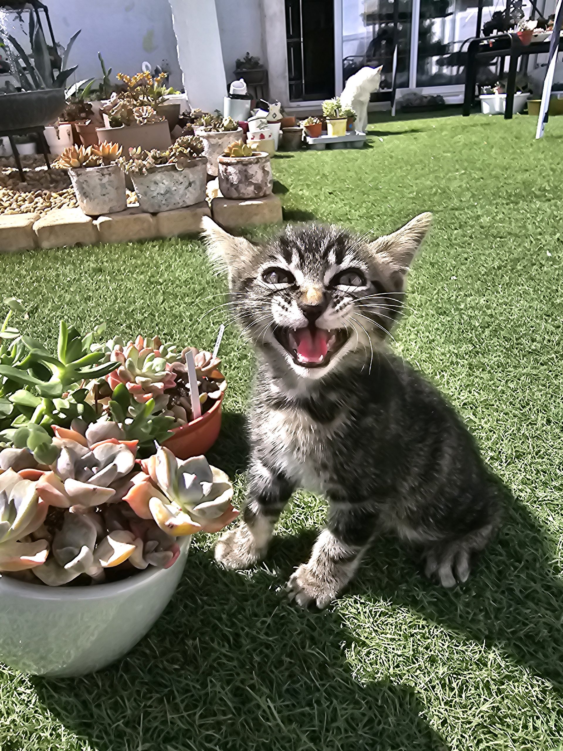Les succulentes sont-elles toxiques pour les chats et les chiens?