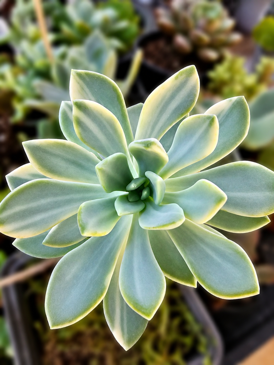 Comment obtenir des succulentes Variegata ? Mutation, semis et multiplication